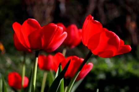 Garden tulip red photo