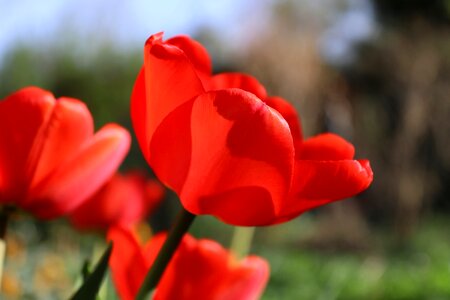 Leaf petal garden photo