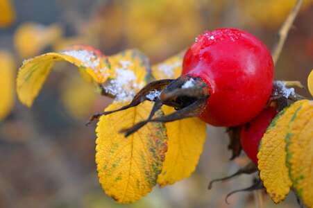 Emerge bush nature
