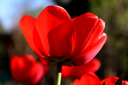 Leaf petal garden photo