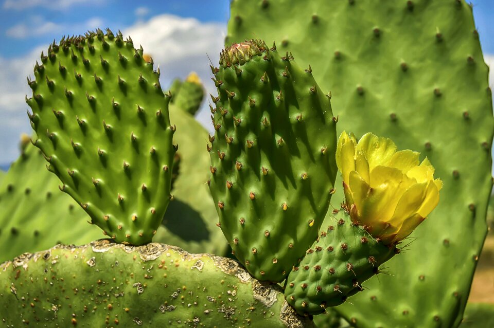 Flowering petals yellow prickly pear cactus