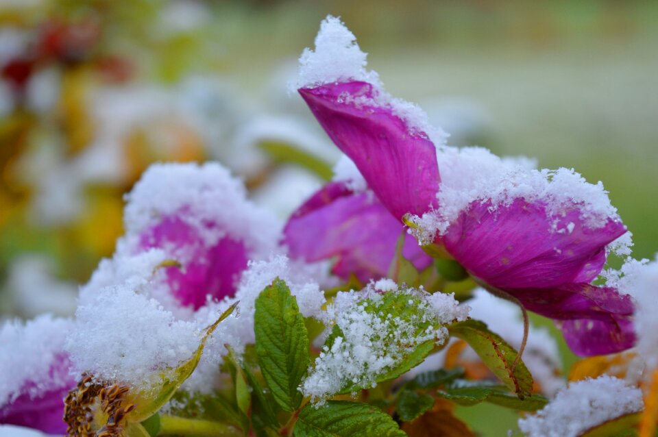 Winter winter mood snow