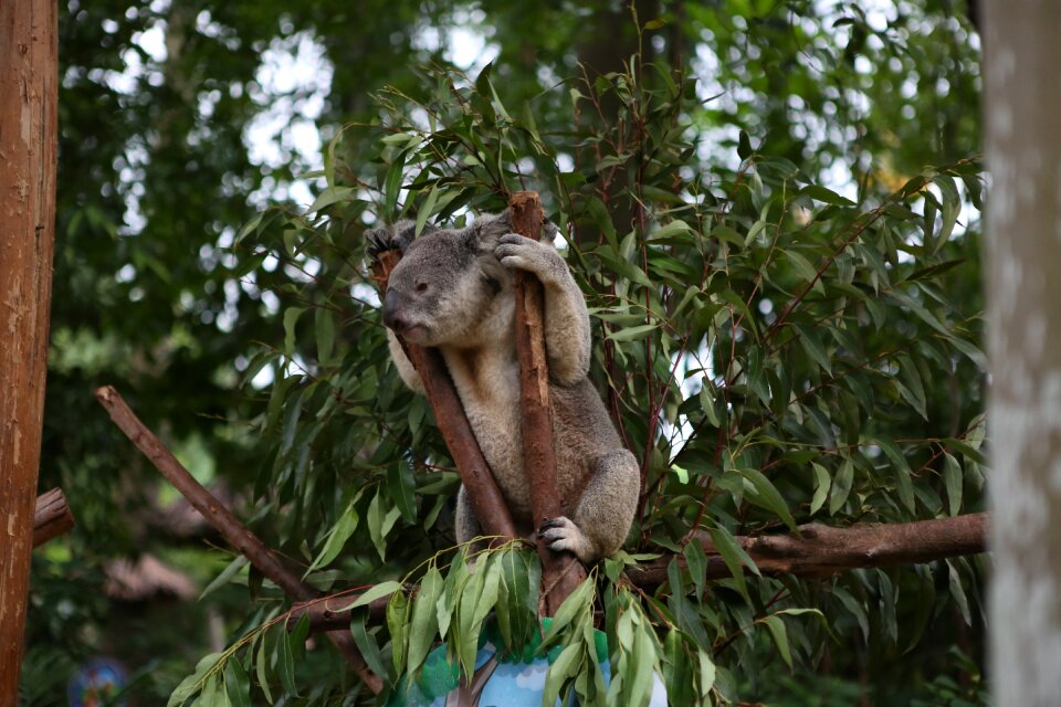 Bear eucalyptus jungle