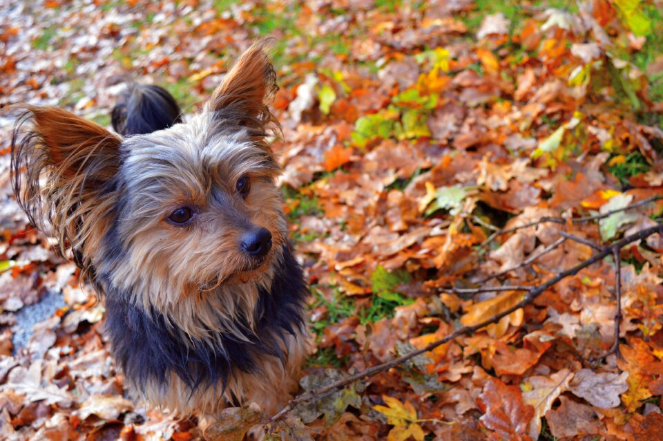 Cute out true leaves
