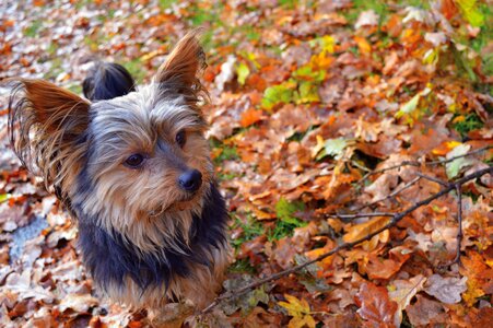 Cute out true leaves