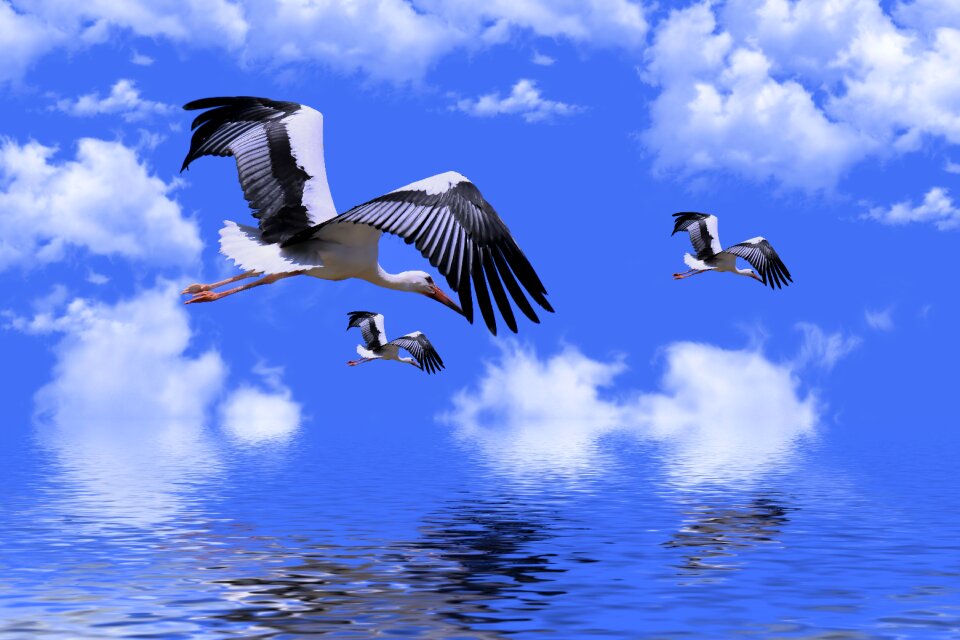 Plumage storks wings