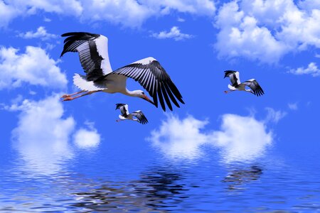 Plumage storks wings