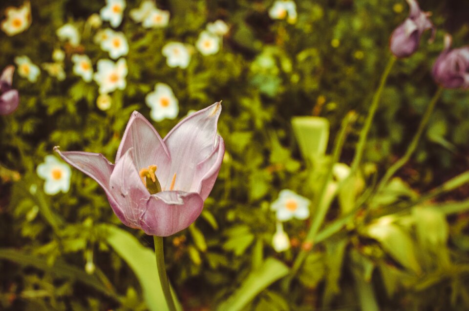 Plant beautiful flower garden flower