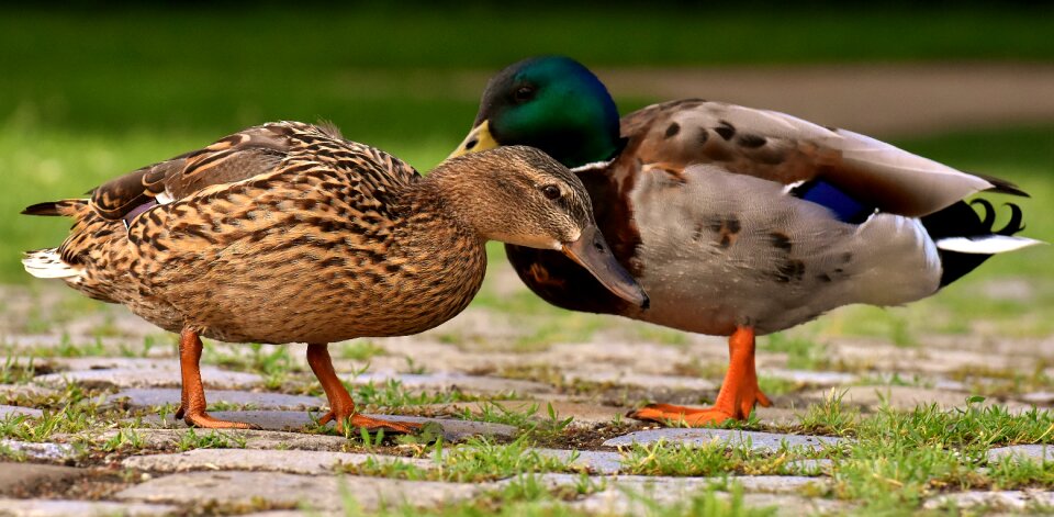 Colorful water bird couple photo