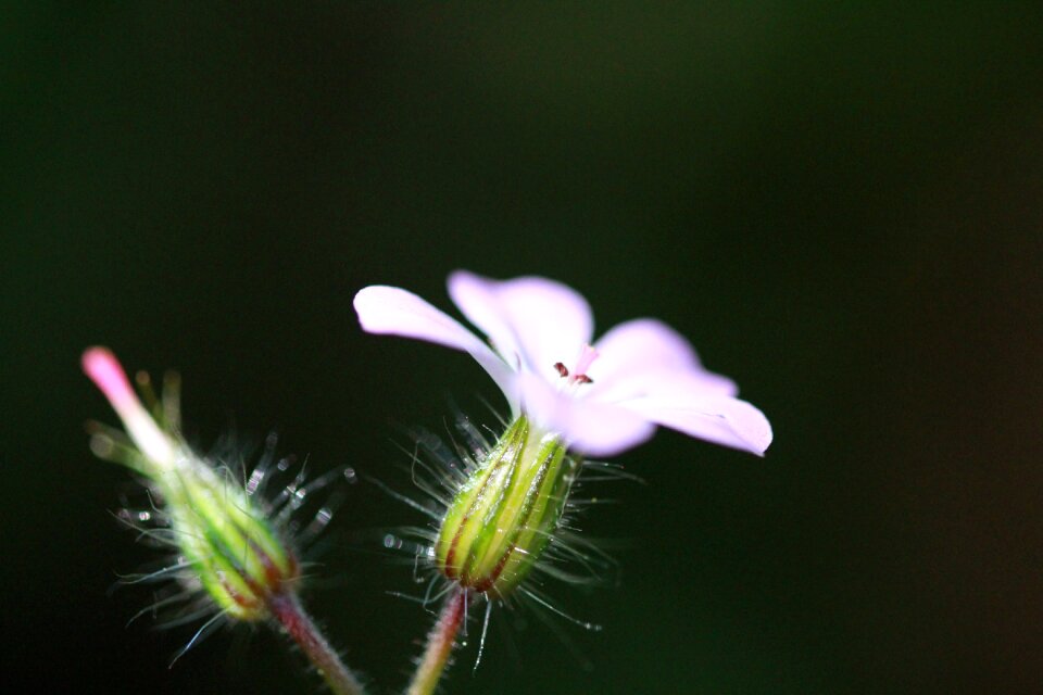Bloom macro garden
