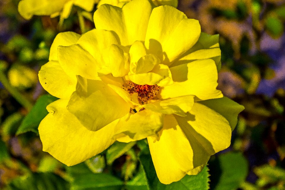 Roses plant flower