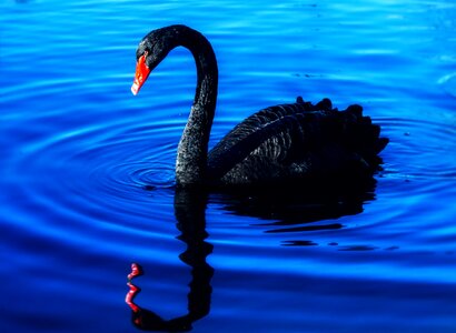 Water bird black swan noble photo