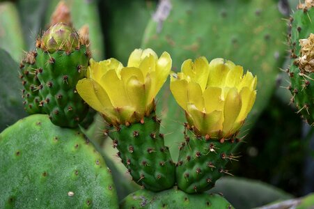 Prickly pear cactus petals yellow flowering photo