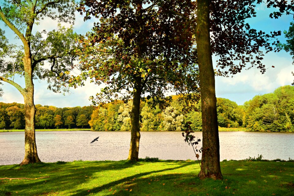 Bird water shore