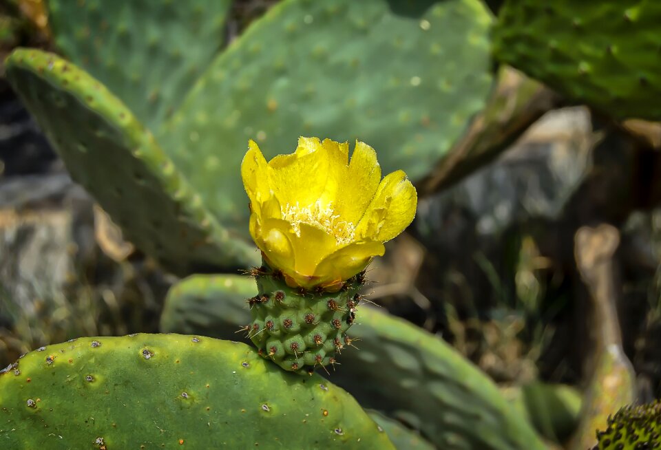 Prickly pear flowering petals yellow