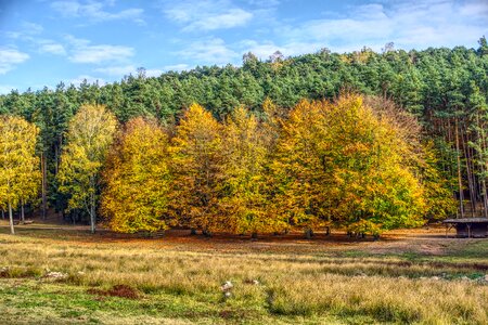 Autumn color sun photo