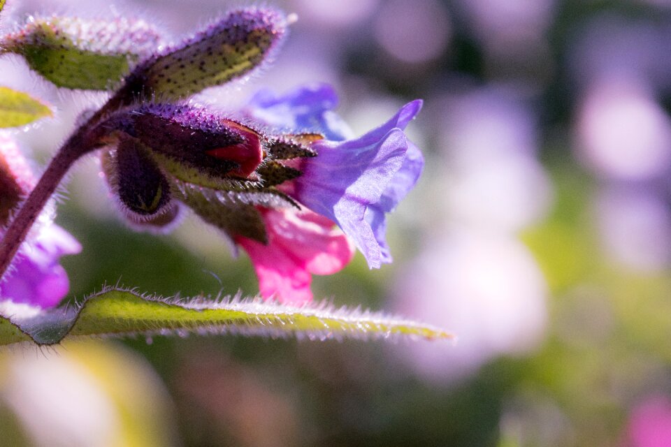 Nature plant garden photo