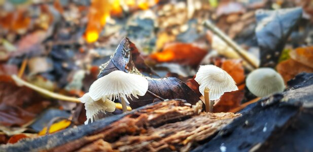 Nature fungus forest