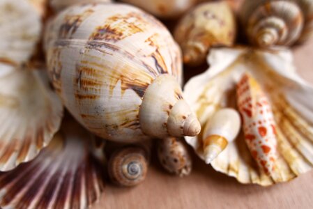Conch spiral clam photo