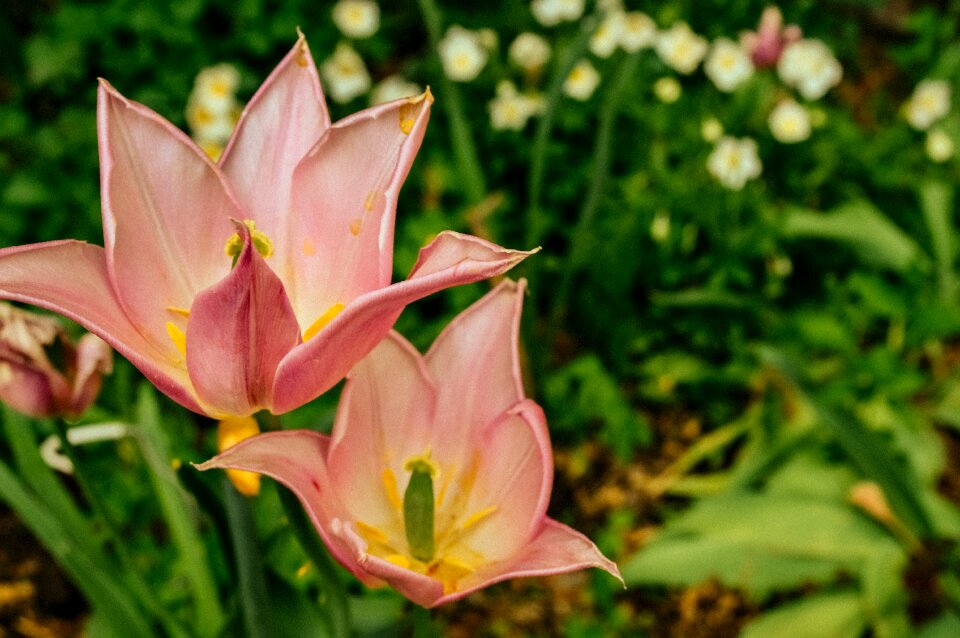 Plant beautiful flower garden flower