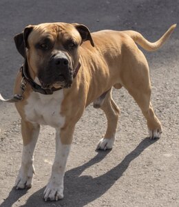 Animal four-legged loyalty