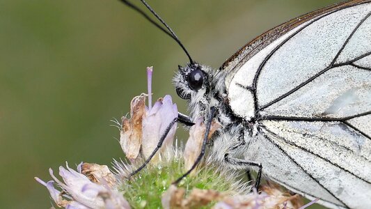 White macro insect photo