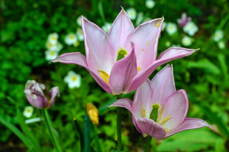 Plant beautiful flower garden flower