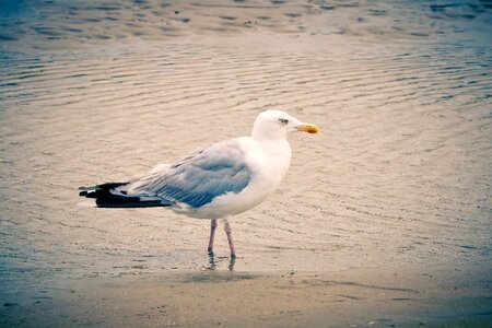 Coast bird water photo