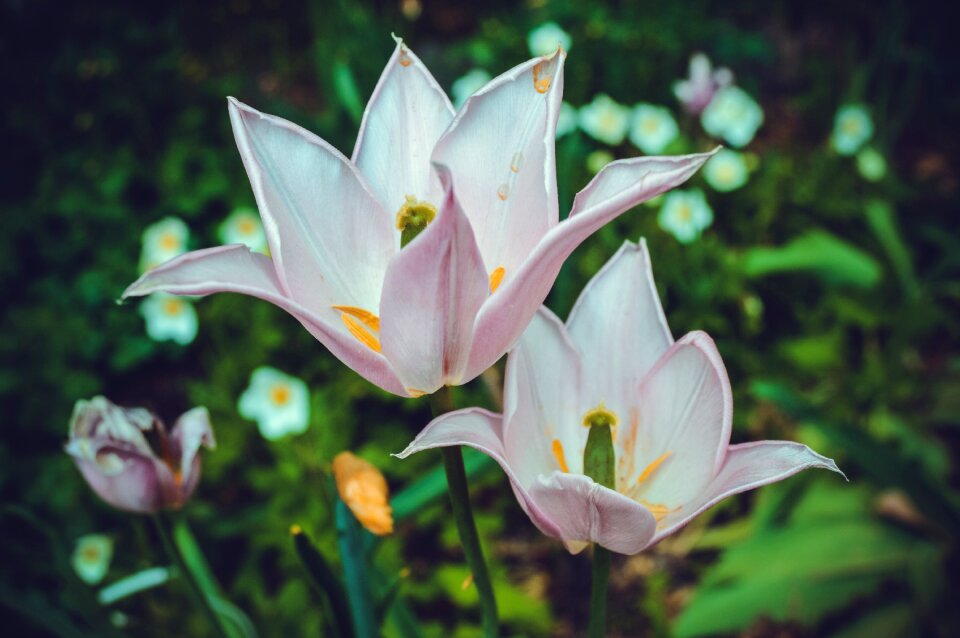Plant beautiful flower garden flower