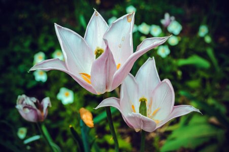 Plant beautiful flower garden flower