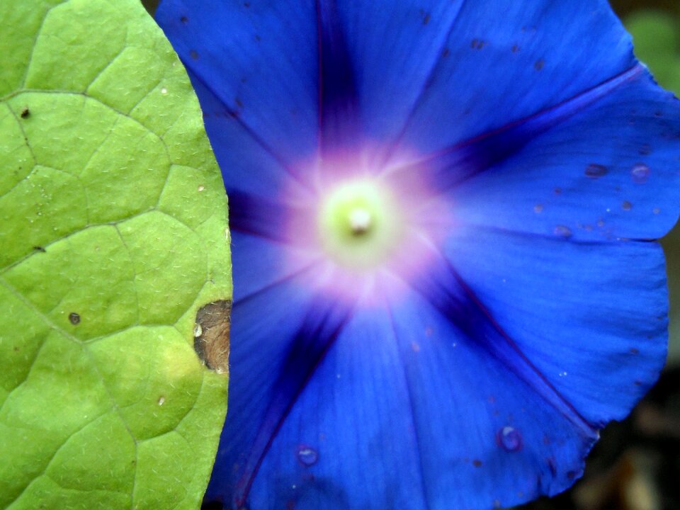 Nature garden floral