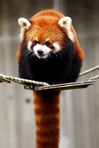 Wild animals omnivores・herbivores red