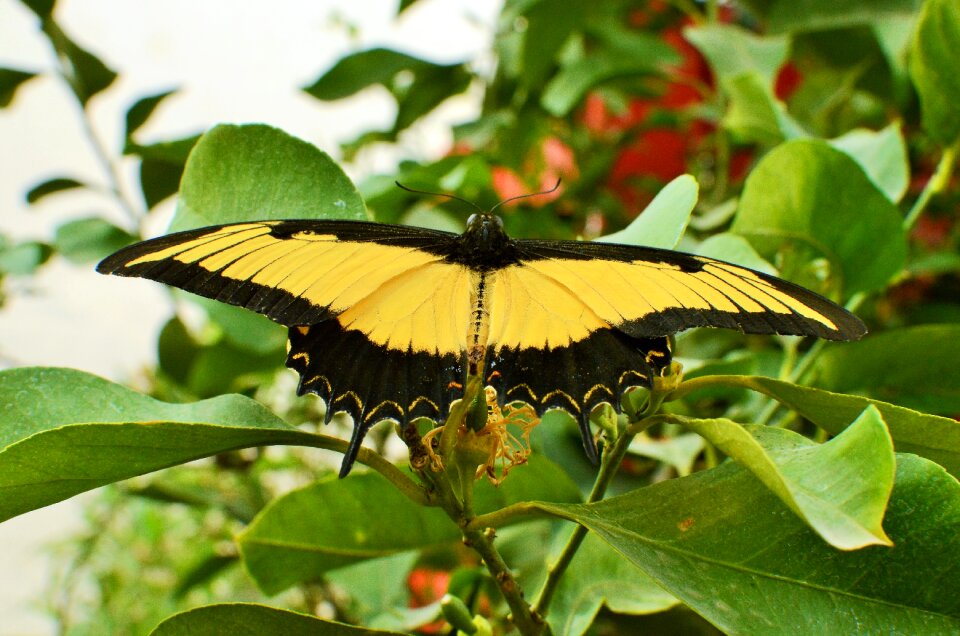 Butterfly light nature