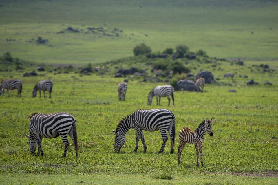Safari tanzania nature