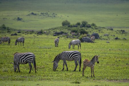 Safari tanzania nature