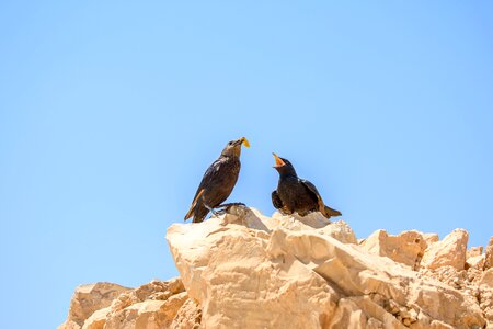 Israel dead sea birds animals photo