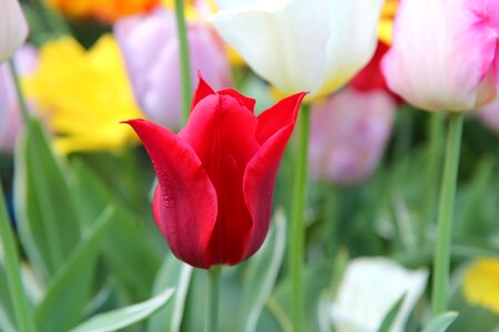 Red tulip tulip spring spring-flowering photo