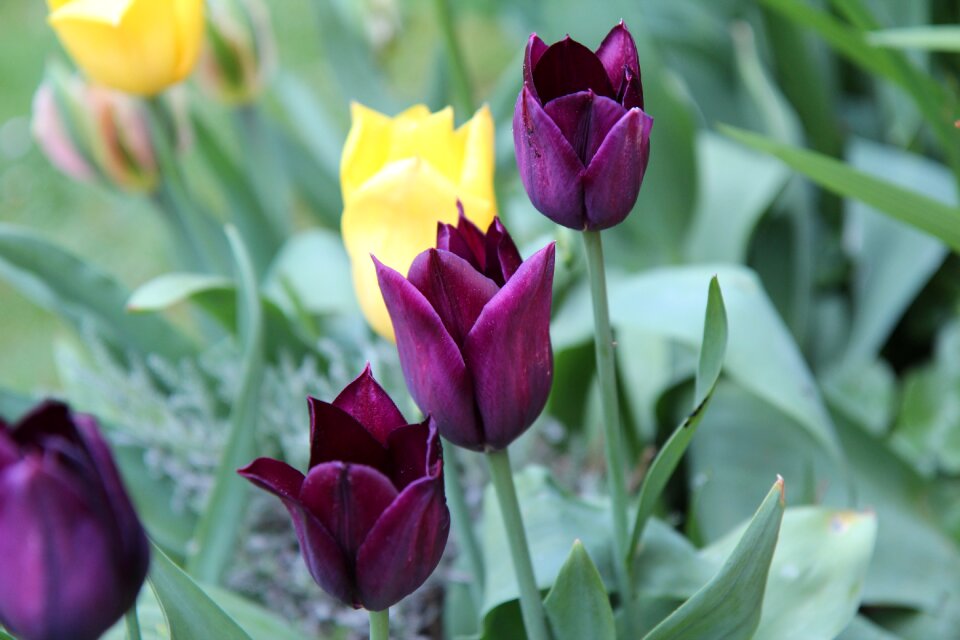 Tulips tulip bordeaux tulip spring