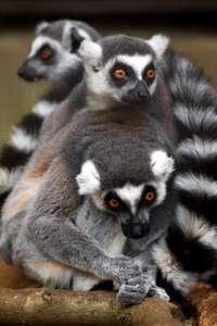 Zoo monkey mammal photo