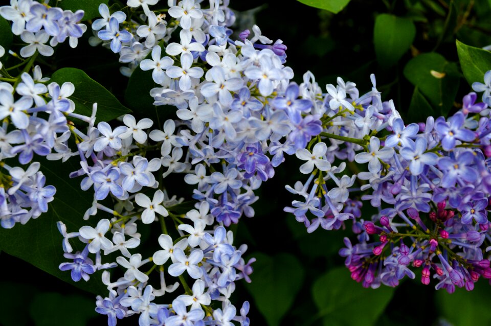 Garden plants nature flower