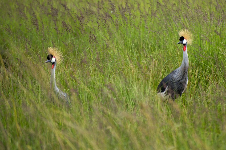Nature animals fauna
