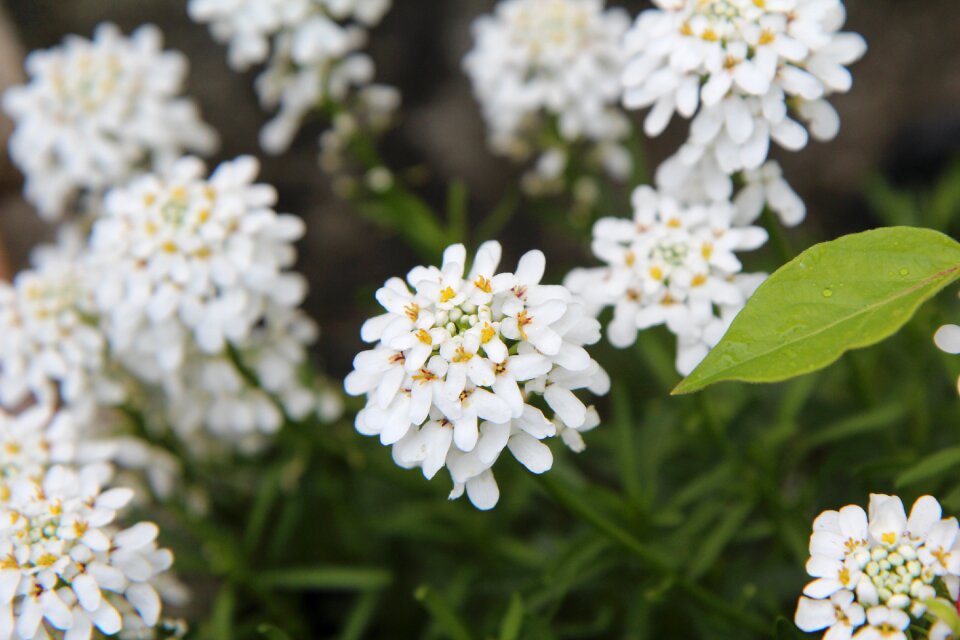 Thlaspi border white flower