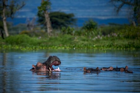 Hippo animals river photo