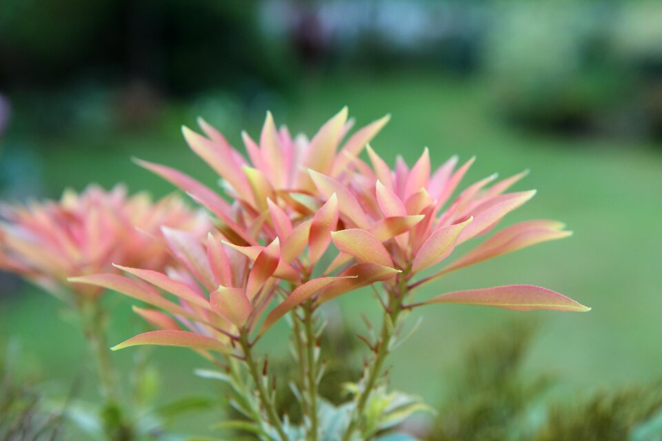 Pieris japonica andromeda perennial