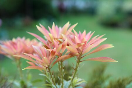 Pieris japonica andromeda perennial