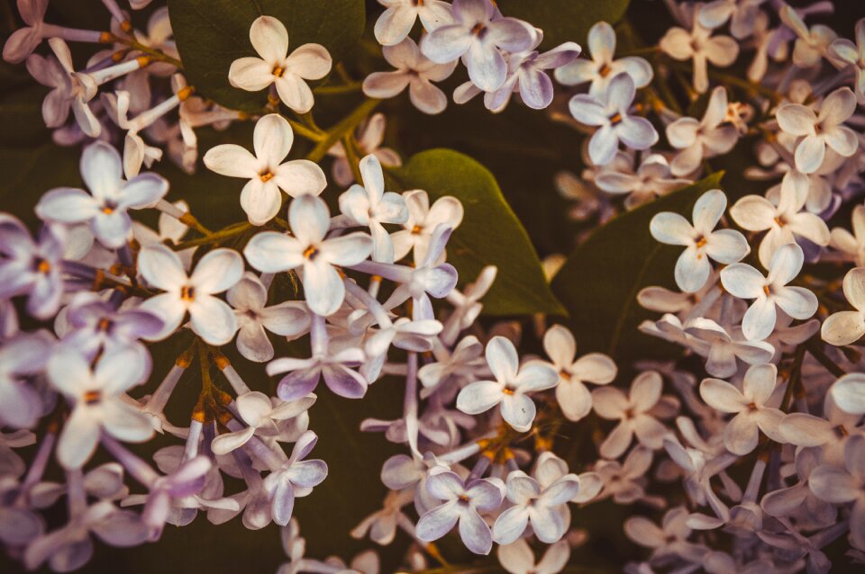 Garden plants nature flower