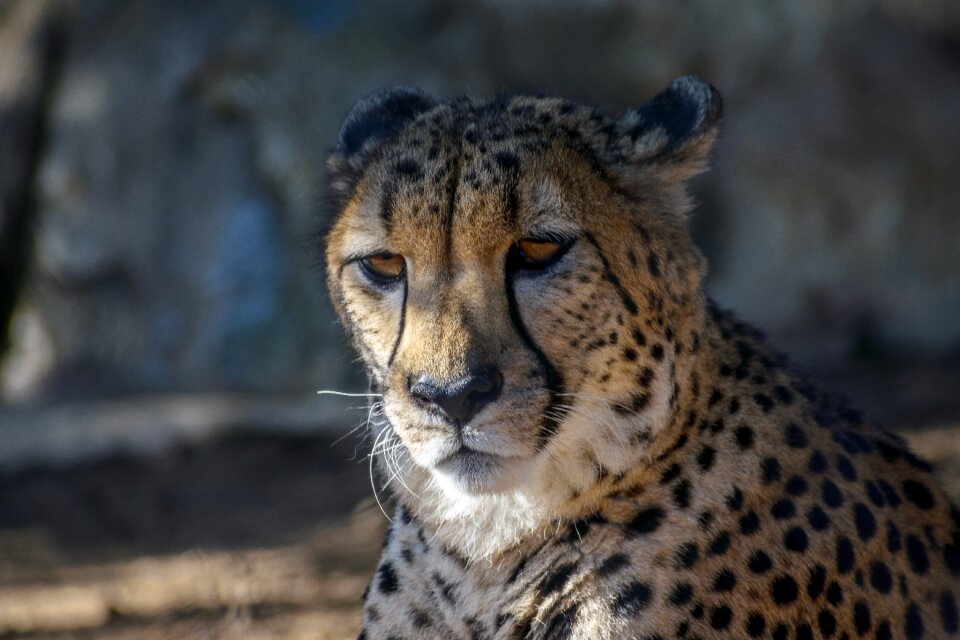 Zoo cat wildlife photo