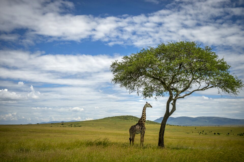 Landscape mammal park