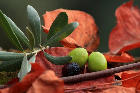 Olive yesil fruit food