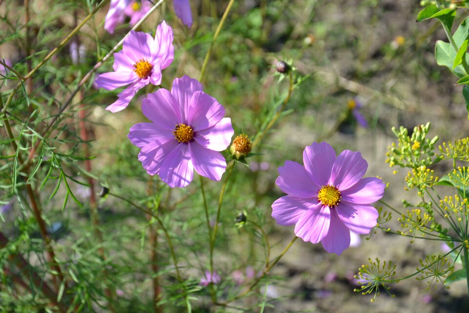 Cosmea summer cosmos